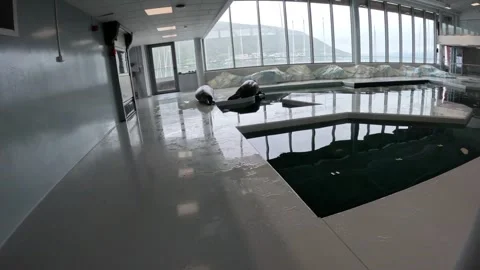 Bearded seal diving into aquarium pool from white platform at Polaria Tromso Stock Footage 341429327