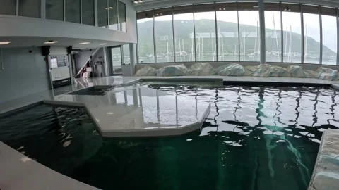 Bearded seal diving into pool water from platform at Polaria Tromso Stock-Footage 341697296