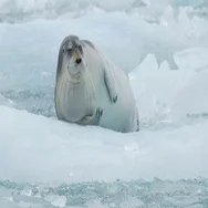 Bearded Seal Lying On Floating Iceberg Stock Footage