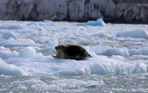 Bearded Seal Foto stock
