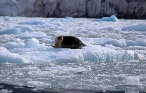 Bearded Seal Stock Photos