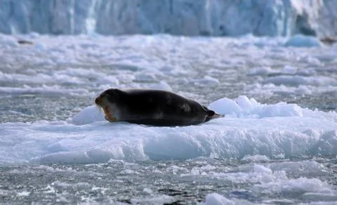 Bearded Seal Stock Photos