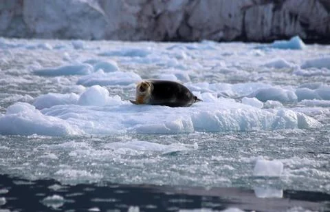 Bearded Seal Stock Photos