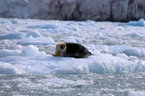 Bearded Seal Stock Photos