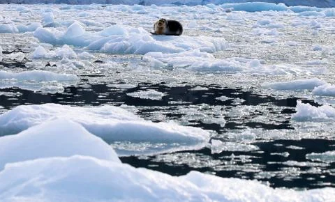 Bearded Seal Foto stock