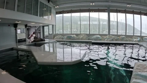 Bearded seal resting on platform inside Polaria aquarium pool in Tromso Stock-Footage 341697302