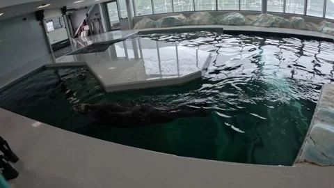 Bearded seal swimming close to camera and diving underwater in Polaria aquarium Видео 341697299