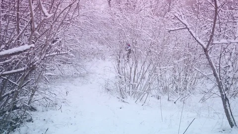 Bearded smiling man with small dog is walking in the winter forest Video stock 70883317