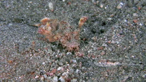 Bearded Stinger Stock Footage 340536157