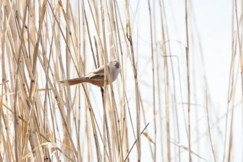 Bearded Tit bird Foto stock