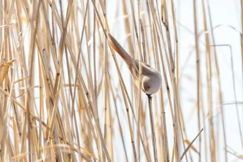 Bearded Tit bird Foto stock