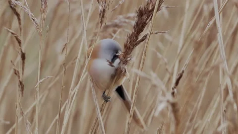 Bearded Tit (Panurus biarmicus) holding onto and on phragmites seed Stock Footage 146689921