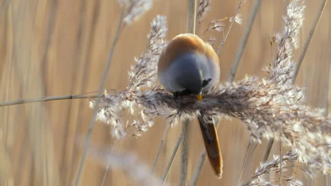 Bearded tit (Panurus biarmicus) perched on swaying phragmites seed head Stock Footage 336269681