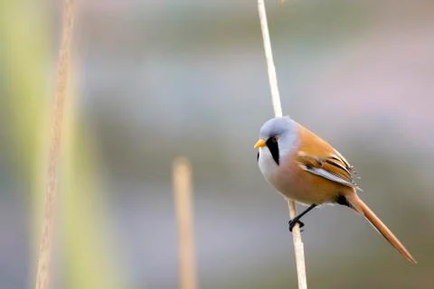 Bearded tit ( panurus biarmicus ) Stock Photos