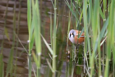 Bearded Tit ( Panurus biarmicus ) Stock Photos