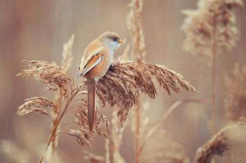 Bearded Tits sitting on a cane on beautiful background. Stock Photos