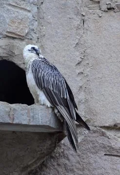 Bearded Vulture in the Captivity Stock Photos