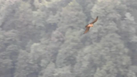 Bearded Vulture Dropping Bone Stock Footage 159280161