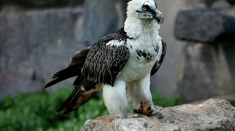 Bearded Vulture eat meat and fly out Stock Footage