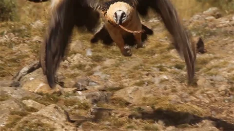 Bearded Vulture eating bone and flying off, Spain Vidéo 123799313