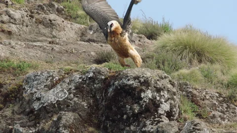 Bearded vulture flying off with bone in claws, Ethiopia Video stock 138896979