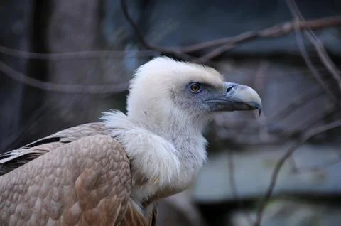 Bearded Vulture Stock Photos