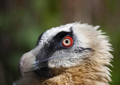 Bearded vulture Stock Photos