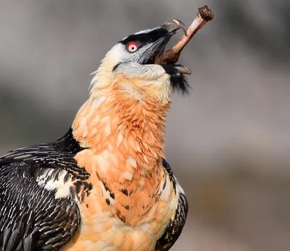 Bearded vulture Stock Photos