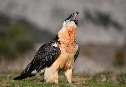 Bearded vulture Stock Photos