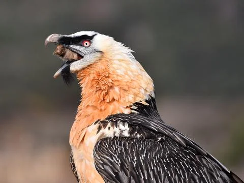 Bearded vulture Stock Photos