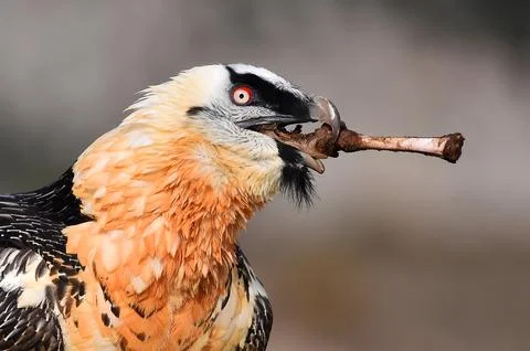 Bearded vulture Stock Photos