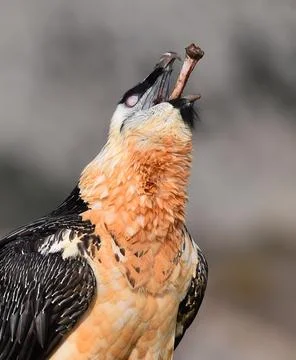 Bearded vulture Stock Photos