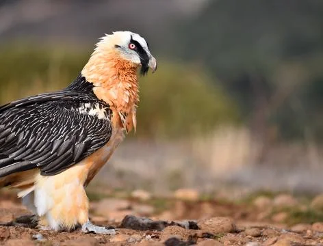Bearded vulture Stock Photos