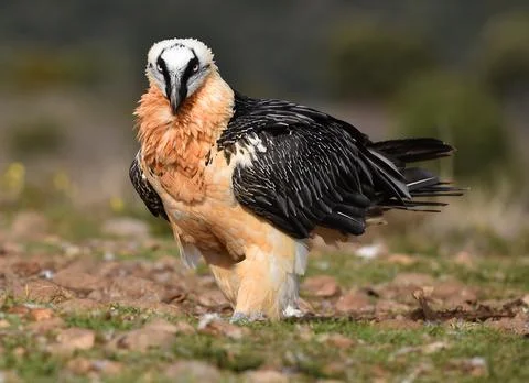 Bearded vulture Stock Photos