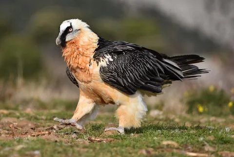 Bearded vulture Stock Photos