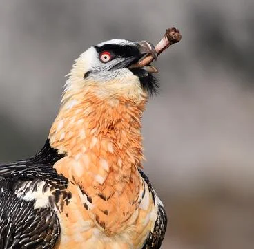 Bearded vulture Stock Photos