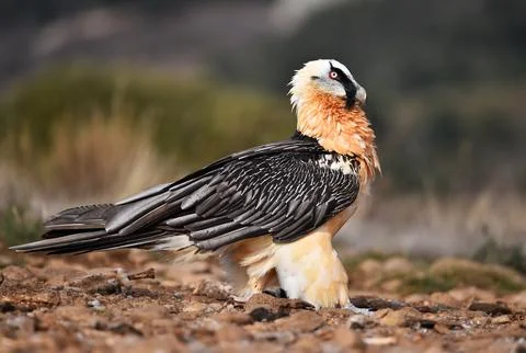 Bearded vulture Stock Photos