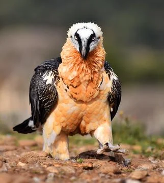 Bearded vulture Stock Photos