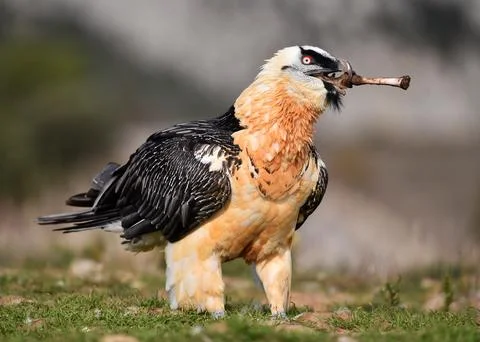 Bearded vulture Stock Photos