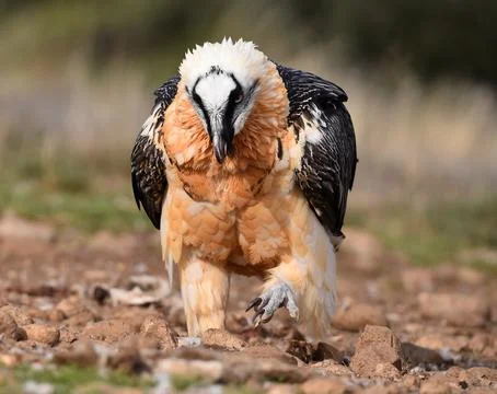 Bearded vulture Stock Photos