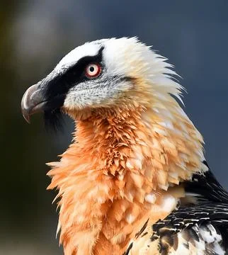 Bearded vulture Stock Photos