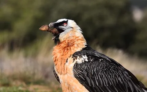 Bearded vulture Stock Photos