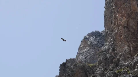 A bearded vulture soars against the backdrop of a mountain wall Stock Footage 125715589