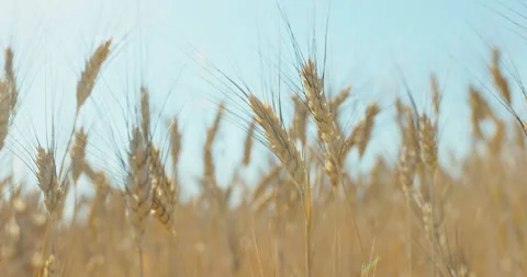 Bearded wheat heads with long dark awns glowing in bright midday sun, 8K Stock Footage 339246383