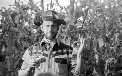 Bearded winemaker man in hat hold wineglass at vineyard outdoor with ok gesture Fotos Stock