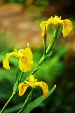 Bearded yellow iris Stock Photos
