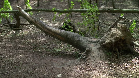 Bearded Young Man Doing Push-Ups Against a Fallen Tree in a Lush Forest Stock Footage 130762682