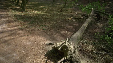 Bearded Young Man Doing Push-Ups Against a Fallen Tree in a Lush Forest Stock Footage 130763154