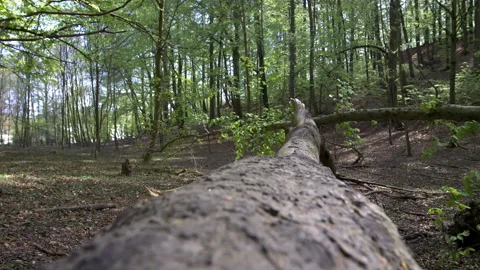 Bearded Young Man in Face Mask Doing Push-Ups Against a Fallen Tree in a Lush Stock Footage 130762858