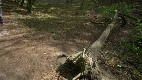 Bearded Young Man in Face Mask Doing Push-Ups Against a Fallen Tree in a Lush Stock Footage 130850344
